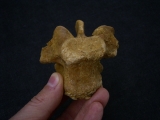 Spinosaur vertebra