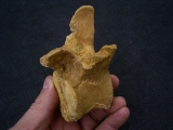 Spinosaur vertebra