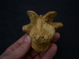Spinosaur vertebra