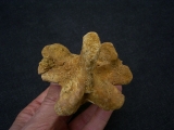 Spinosaur vertebra