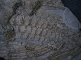 Ichthyosaurus Paddel und mehr