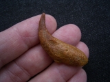 Pterosaur claw Coloborhynchus