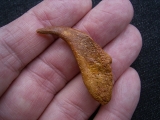 Flugsaurier Kralle Coloborhynchus