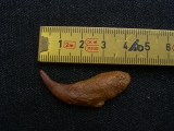 Flugsaurier Kralle Coloborhynchus