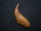 Flugsaurier Kralle Coloborhynchus