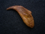 Flugsaurier Kralle Coloborhynchus