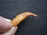 Flugsaurier Kralle Coloborhynchus