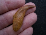 Flugsaurier Kralle Coloborhynchus