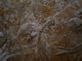 Eryon arctiformis