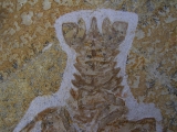 Eryon arctiformis
