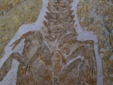 Eryon arctiformis