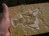 Eryon arctiformis