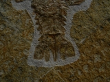 Eryon arctiformis