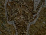 Eryon arctiformis