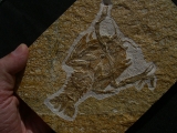 Eryon arctiformis