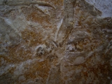 Eryon arctiformis