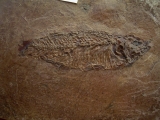 Thaumaturus intermedius
