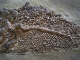 Cyclurus, Messel pit