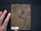Vogel Fluegel, Grube Messel