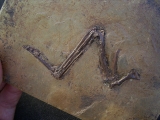 Vogel Fluegel, Grube Messel