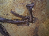 Vogel Fluegel, Grube Messel