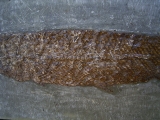 Knochenhecht, Grube Messel