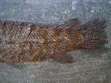 Knochenhecht, Grube Messel