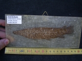 Knochenhecht, Grube Messel