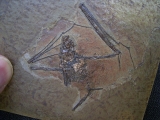 Fledermaus, Grube Messel