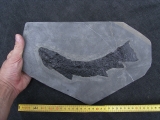 Raubfisch Tristichopterus