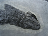 Raubfisch Tristichopterus