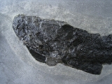 Raubfisch Tristichopterus