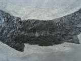 Raubfisch Tristichopterus