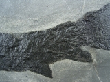 Raubfisch Tristichopterus