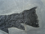 Raubfisch Tristichopterus