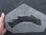 Raubfisch Tristichopterus