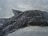 Raubfisch Tristichopterus