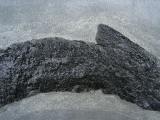 Raubfisch Tristichopterus
