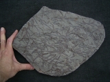 Devonpflanzen Taeniocrada