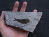 Ophiopsis atenuata