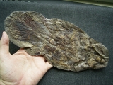Quastenflosser, Whiteia woodwardi