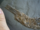 Knochenhecht aus der Grube Messel