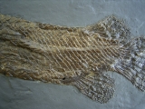 Knochenhecht aus der Grube Messel
