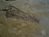 Mesosaurus skull and partial skeleton