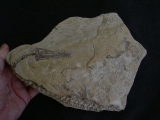 Mesosaurus Schaedel und Teilskelett