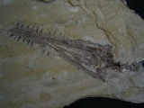 Mesosaurus Schaedel und Teilskelett