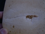 Heuschrecke mit Legestachel