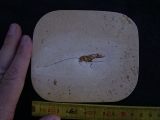 Heuschrecke mit Legestachel