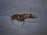 Heuschrecke mit Legestachel