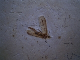 Netzflügler Neuroptera